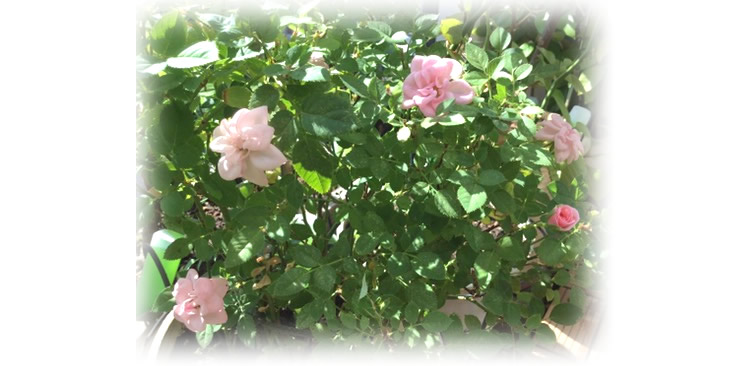 自由が丘のヴェルサイユ宮殿　薔薇