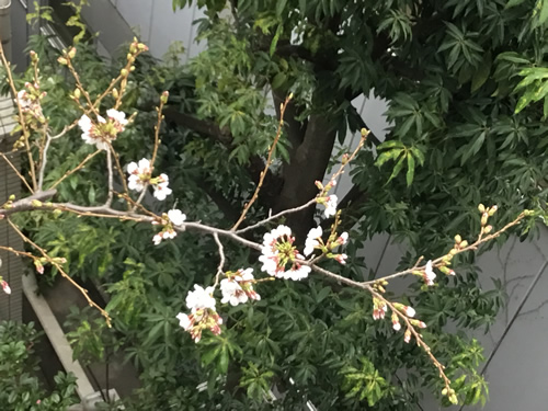 自由が丘のヴェルサイユ宮殿の桜
