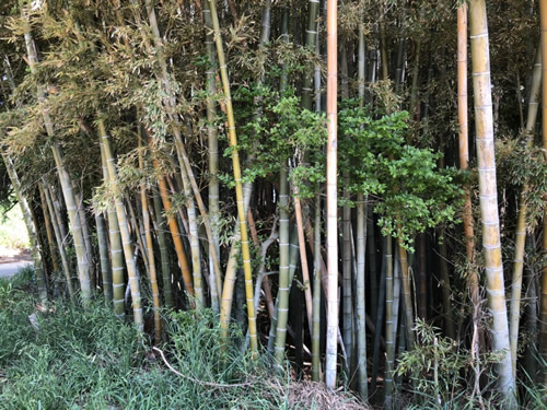 タケノコ掘り-1｜田園調布　天使バレエスクール