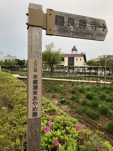 潮来あやめ園-1｜田園調布　天使バレエスクール