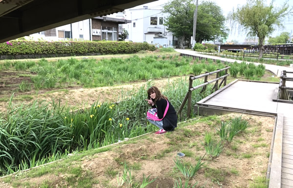 潮来あやめ園-2｜田園調布　天使バレエスクール