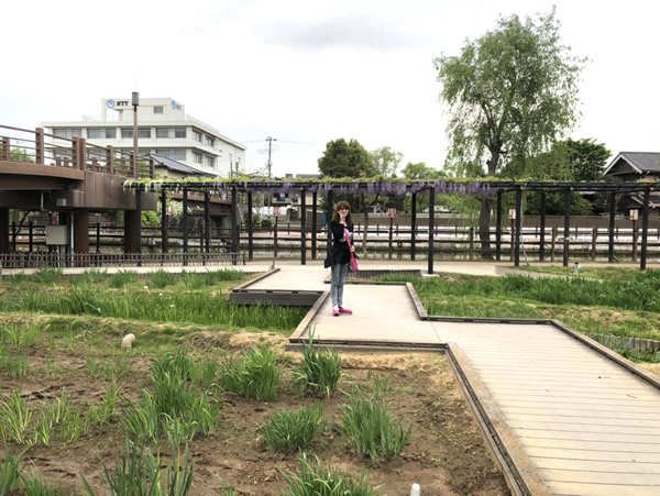 潮来あやめ園-3｜田園調布　天使バレエスクール