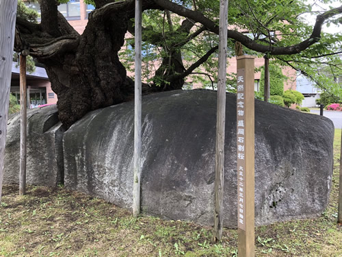 盛岡・石割桜-1｜田園調布　天使バレエスクール