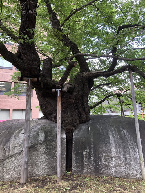 盛岡・石割桜-1｜田園調布　天使バレエスクール