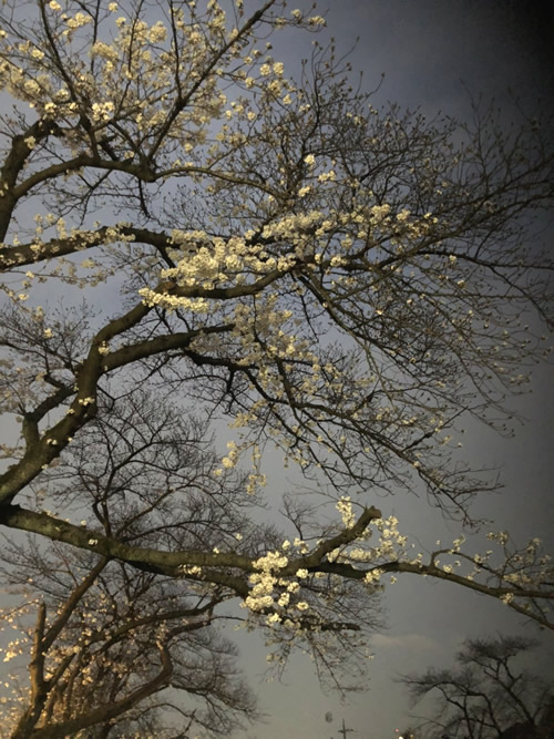 野川の夜桜-1｜世田谷・自由が丘　天使バレエスクール