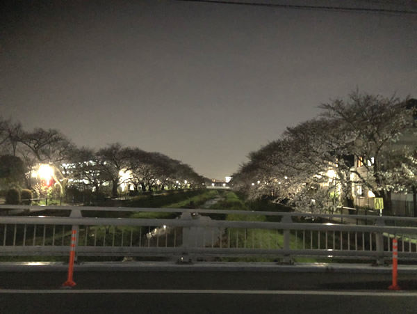野川の夜桜-2｜世田谷・自由が丘　天使バレエスクール
