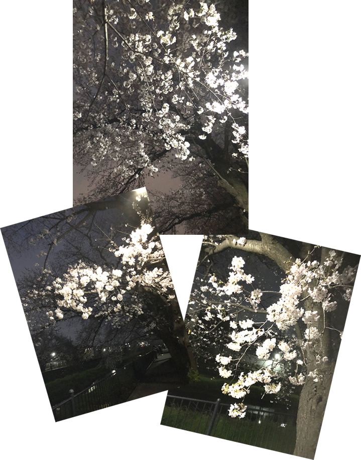 野川の夜桜-3｜世田谷・自由が丘　天使バレエスクール