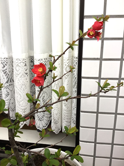 春を告げる お花たち♡2｜世田谷・自由が丘　天使バレエスクール