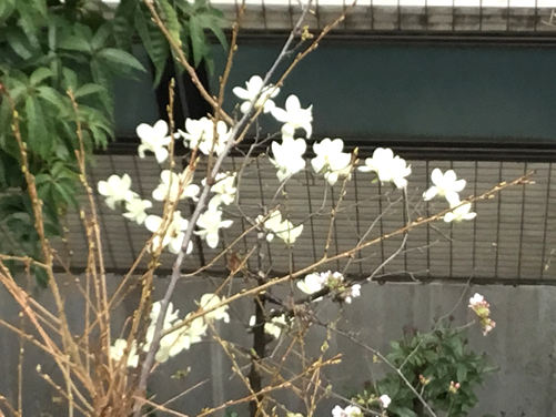 自由が丘のヴェルサイユ宮殿・春を告げる お花たち♡1｜世田谷・自由が丘　天使バレエスクール