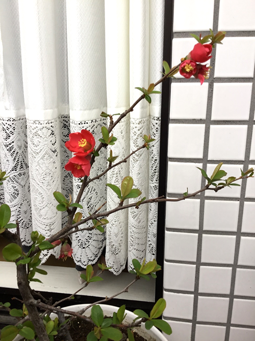 自由が丘のヴェルサイユ宮殿・春を告げる お花たち♡2｜世田谷・自由が丘　天使バレエスクール