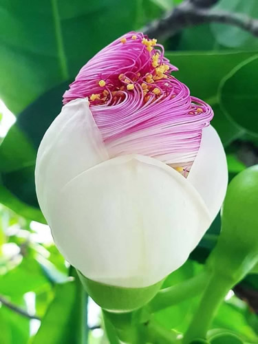 400年に一度の花｜世田谷・自由が丘　天使バレエスクール