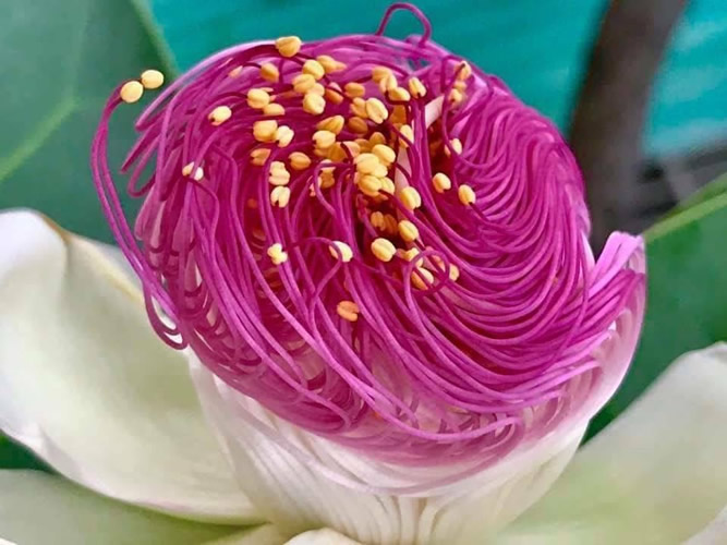 400年に一度の花｜世田谷・自由が丘　天使バレエスクール
