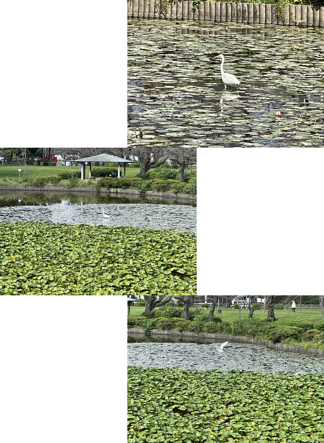岩槻公園-3｜目黒・自由が丘　天使バレエスクール