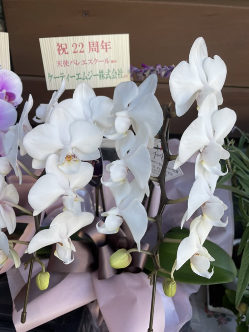 天使バレエスクール22周年-1｜目黒・自由が丘　天使バレエスクール
